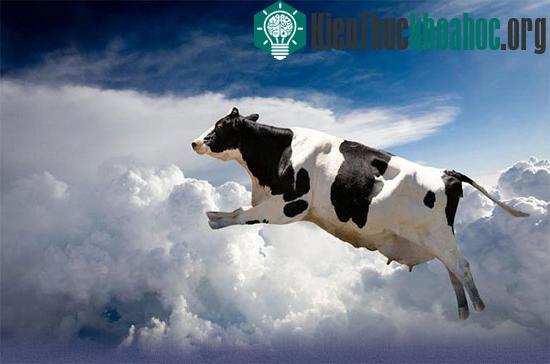 Không ai có thể tưởng tượng nổi ra một cơn mưa bò. (Ảnh minh họa)