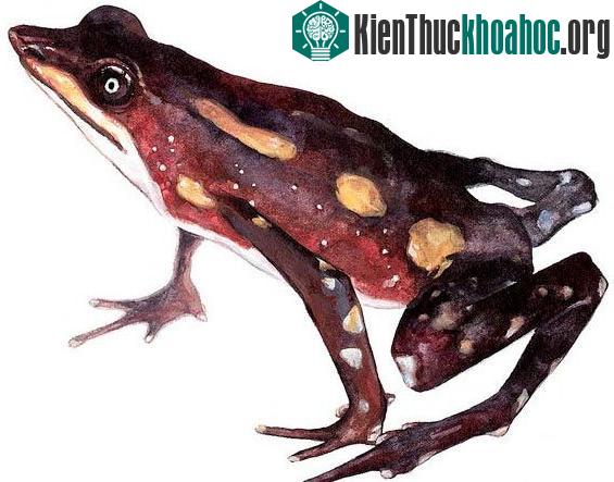 Cóc Atelopus longirostris