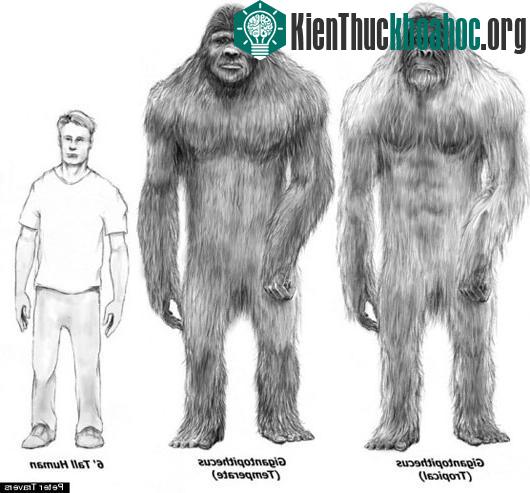 Có nhiều nhân chứng nhìn thấy Bigfoot ở đây