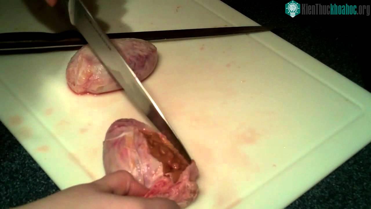 Hàu đá thực chất là tinh hoàn bò