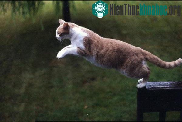 Giải mã những bí ẩn phổ thông nhất