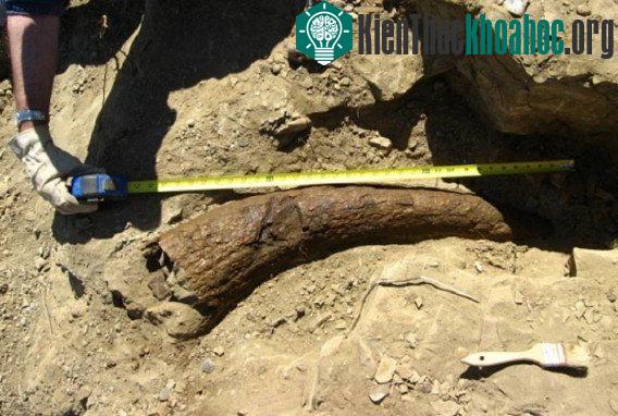Chiếc sừng của loài khủng long Triceratops