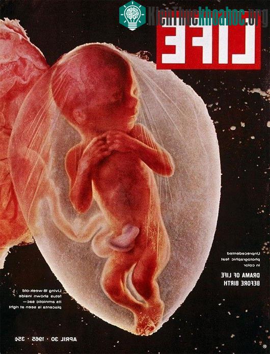 Vòng luân hồi: Tìm lời giải chuyện có một hay nhiều... kiếp sống