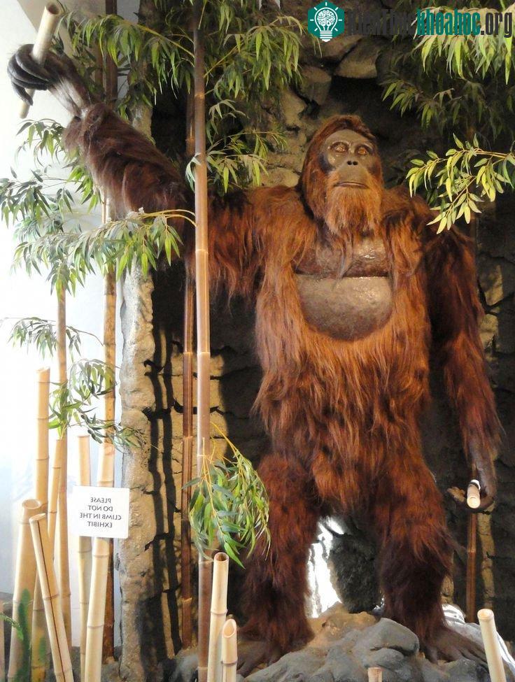 Gigantopithecus