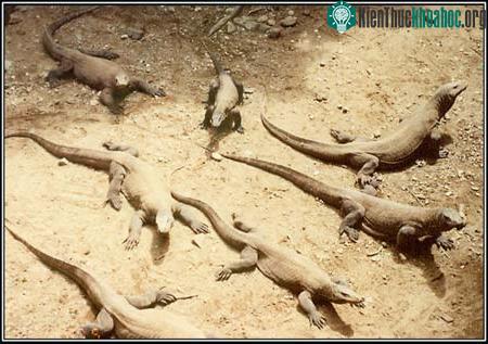 Komodo - Indonesia