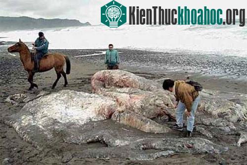 Cho đến nay, lai lịch của thủy quái ở Chile vẫn là một bí ẩn đối với các nhà sinh vật học