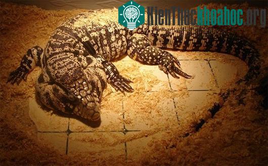 Liệu sinh vật bí ẩn này có phải là một con thằn lằn Tegu?