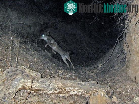 Chúng có thể đứng bằng hai chân và bật nhảy rất xa chẳng thua gì một con Kangaroo