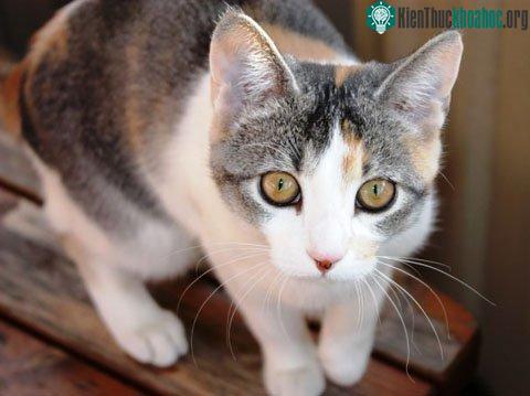 Tiếng mèo kêu