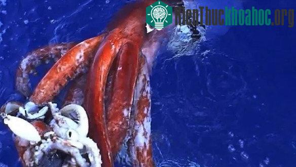 Umibozu rất có thể là một chú mực khổng lồ. (ảnh minh họa).