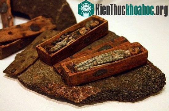 Bí ẩn trong 17 chiếc quan tài gỗ chứa xác ướp tí hon