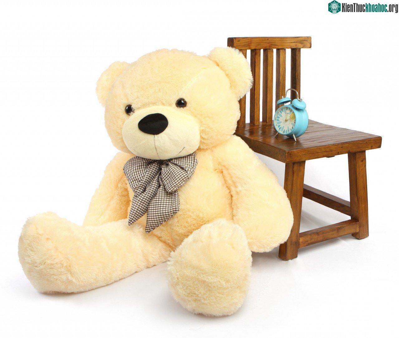 Gấu Teddy