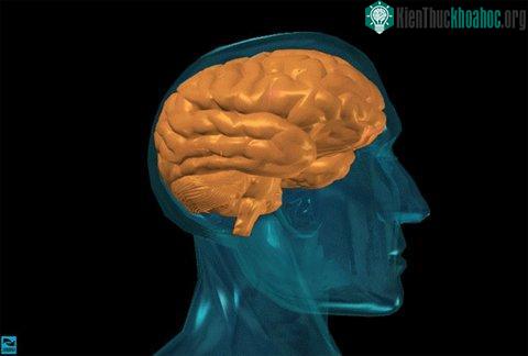 10 điều bí ẩn về loài người ảnh 8