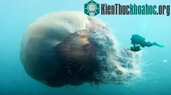 Bí ẩn loài thủy quái đầu trọc trong truyền thuyết Nhật Bản