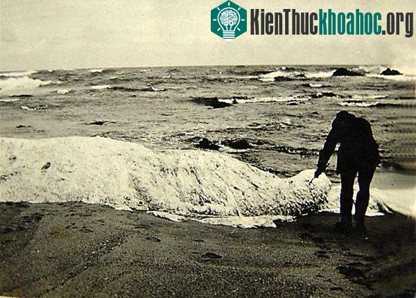Một người đàn ông đang dùng cành cây chọc vào xác thủy quái Trunko trên bãi biển Nam Phi
