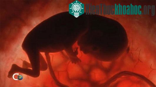 Vòng luân hồi: Tìm lời giải chuyện có một hay nhiều... kiếp sống