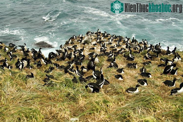 Các hòn đảo nằm gần Nam Cực của New Zealand gồm 5 nhóm đảo và quần đảo hầu hết nằm ở gần phía phía đông nam của lục địa ngầm dưới đáy biển New Zealand