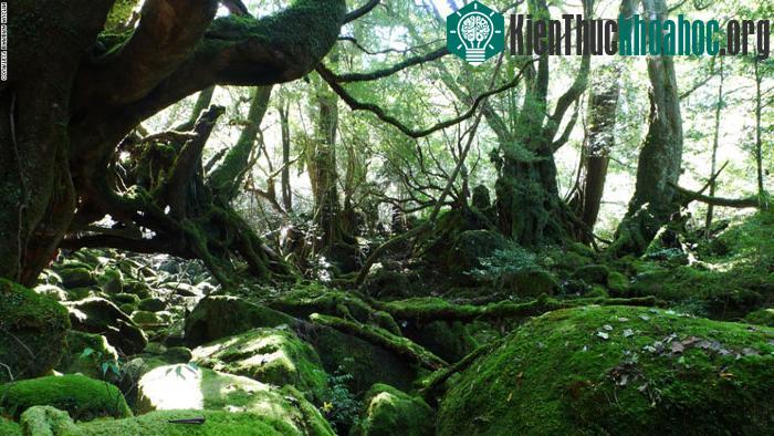 Đảo Yakushima là một đảo nhỏ có diện tích 501 km2 ngằm ngoài khơi về phía Nam của huyện Kagoshima, tỉnh Kyushu.