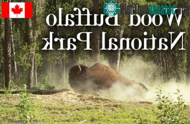 Vườn quốc gia Wood Buffalo - Canada