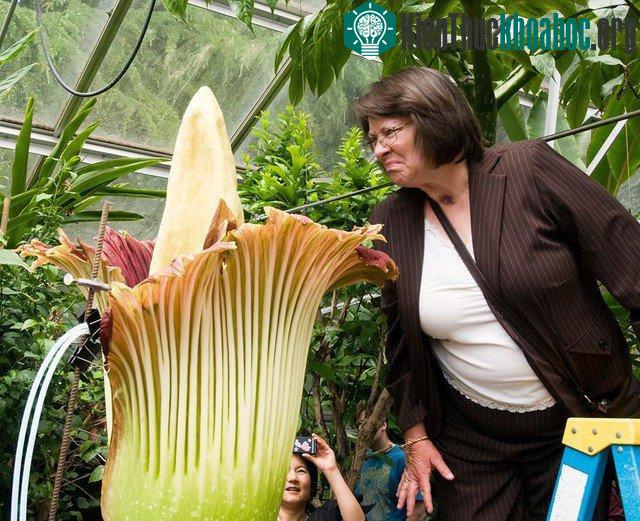 Titan Arum Sumatra