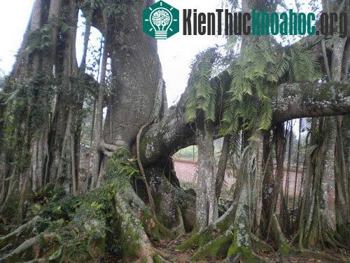 Cây đa Rùa nghìn năm tuổi có liên hệ mật thiết với cụ Rùa Hồ Gươm.