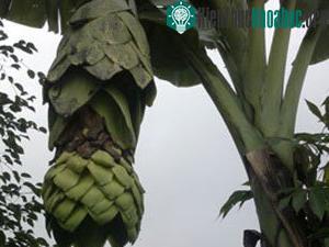 Kinh ngạc với cây chuối mọc sừng ở Gia Lai