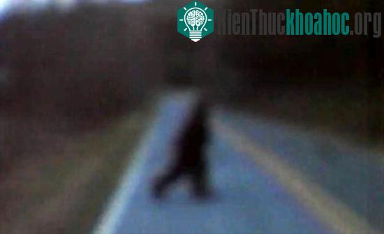 Hình ảnh được cho là Bigfoot.
