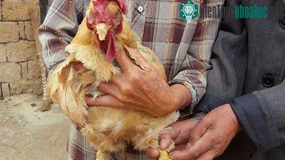 'Cụ' gà có tuổi thọ cao nhất thế giới ảnh 0