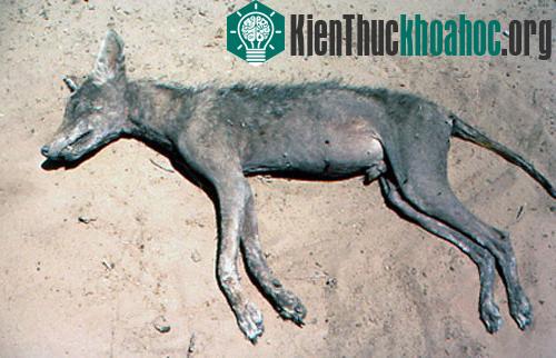 Sự thật bất ngờ về quái thú hút máu gia súc ảnh 0
