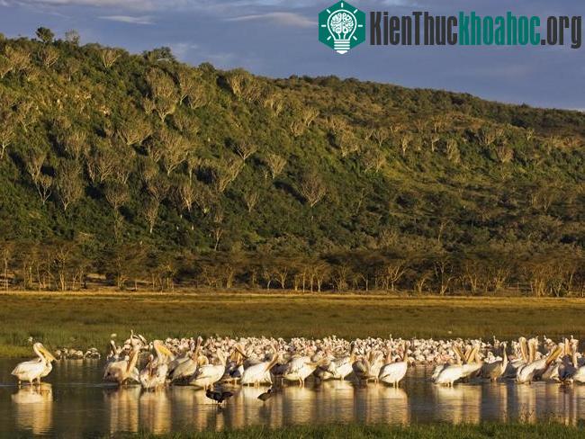Hệ thống hồ trong thung lũng nứt vỡ lớn (Great Rift Valley) tại Kenya.