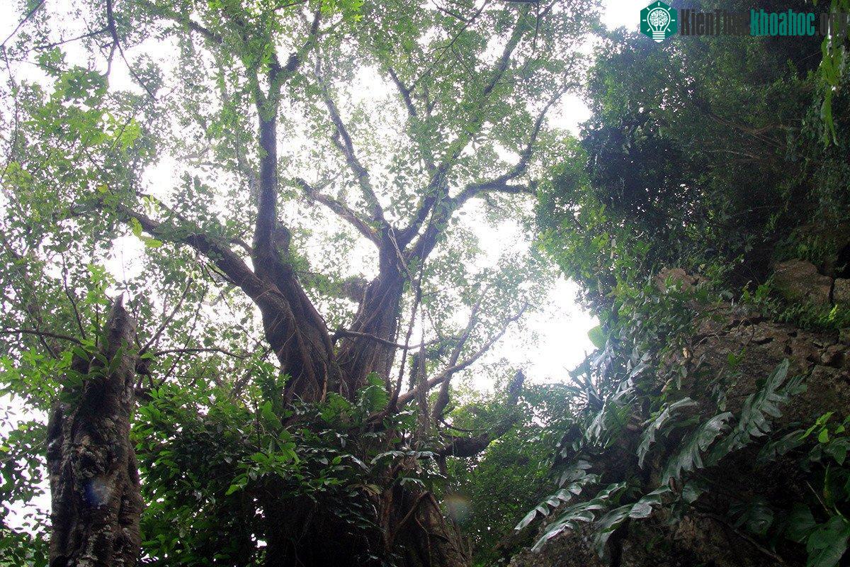 Cây di sản Việt Nam