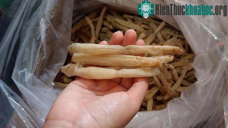 Sá sùng có vị ngọt đánh bật được hạt nêm, mì chính, thậm chí cả xương ống ninh.