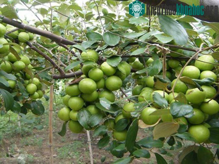 Táo ta chứa nhiều vitamin C, cao hơn 7 đến 10 lần lượng vitamin C có trong quả cam, quýt.
