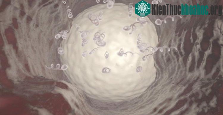 Thử nghiệm lâm sàng của Vasalgel trên người sẽ được bắt đầu vào năm tới.