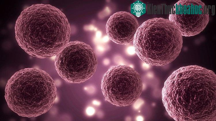Một vũ khí mới chống lại siêu vi khuẩn: Tế bào nhân tạo làm "gián điệp" trong ổ nhiễm trùng.