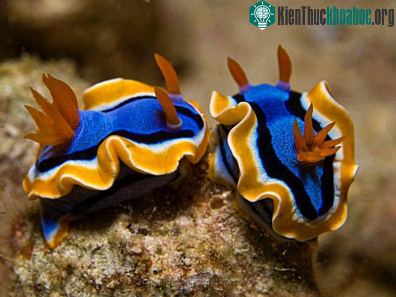 Rạn san hô Tubbataha Reef là một môi trường sống dành cho hệ sinh vật biển phong phú
