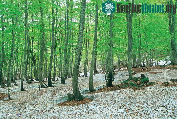 Dãy núi này bao gồm hàng loạt những đỉnh núi cao và có một dải thực vật vô cùng phong phú.