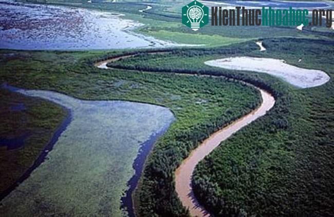 Vườn quốc gia Wood Buffalo - Canada