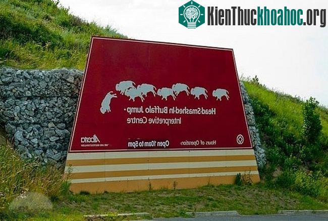 Vực bẫy trâu Head-Smashed-In - Canada
