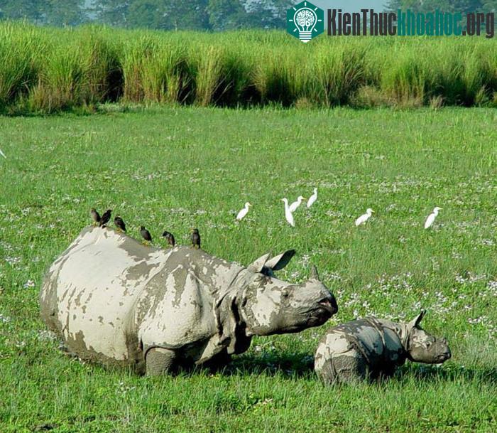 Vườn Kaziranga là nơi cư trú của khoảng 7.500 con voi, chiếm 50% số lượng voi của cả Ấn Độ.