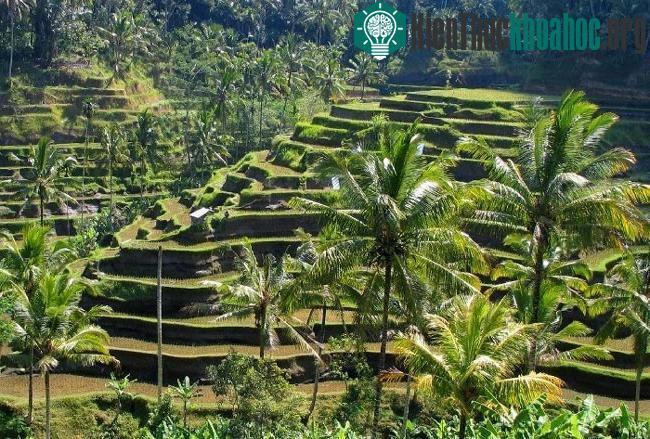 Hệ thống canh tác Subak ở Bali- ảnh 2