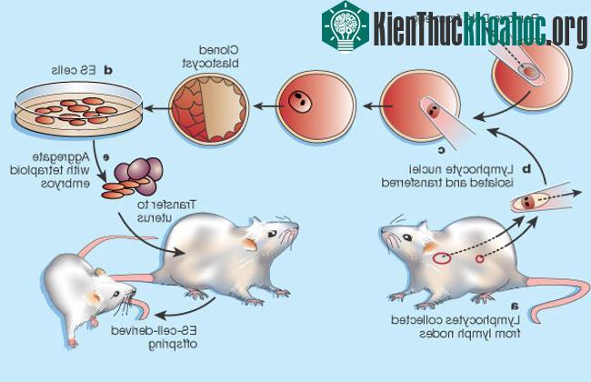 Chuột nhân bản vô tính