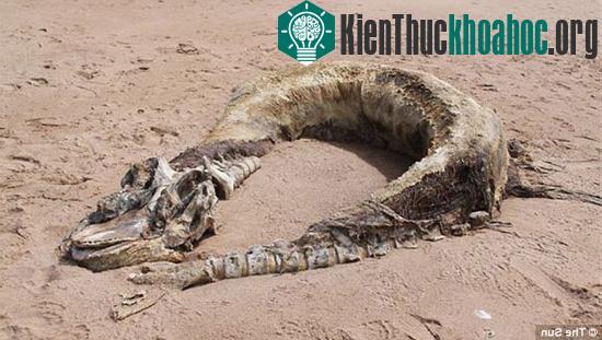 Phát hiện xác "quái vật" trên bãi biển