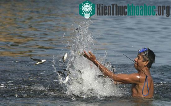 Cá nhuộm đen bờ biển Mexico ảnh 1