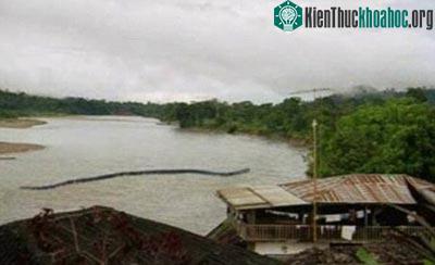 Thêm một bức hình nữa xuất hiện. Rắn khổng lồ có thực sự không chỉ là huyền thoại?