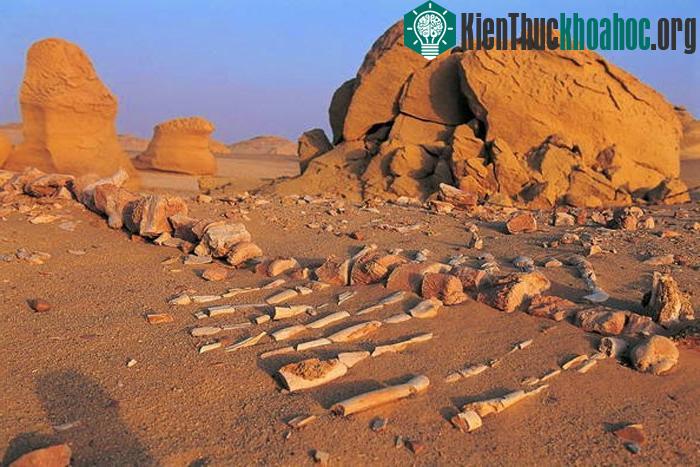 Thung lũng Wadi al-Hitan
