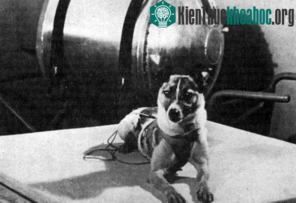 Ảnh chụp Laika trước buổi phóng năm 1957.