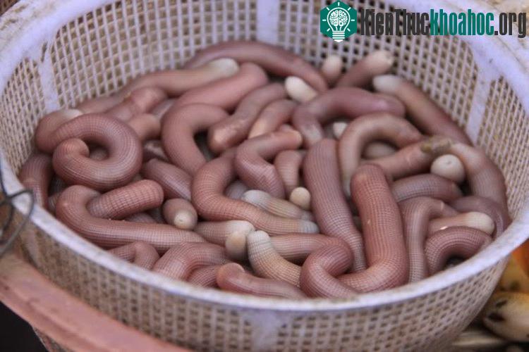 Giá sá sùng khô và giá sá sùng tươi khá chênh lệch.