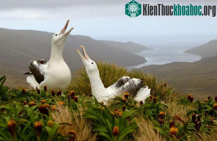 Quần đảo Snares đến nay vẫn là một trong những nơi hoang sơ nhất ở New Zealand.