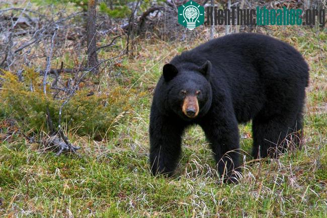 Vườn quốc gia Wood Buffalo - Canada